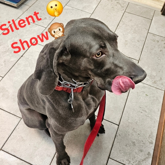 Other - Silent Show